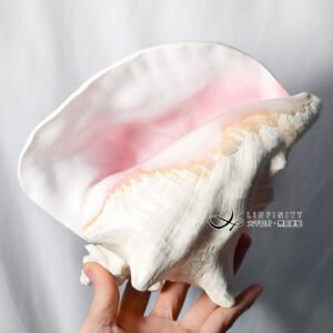 稀有 頂級 女皇貝鳳凰螺 加勒比 有機寶石 擺件 收藏級 單品 禮物